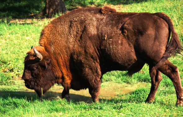 Home on the range. Wikimedia
