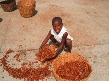 A cocoa worker processes cocoa beans. 