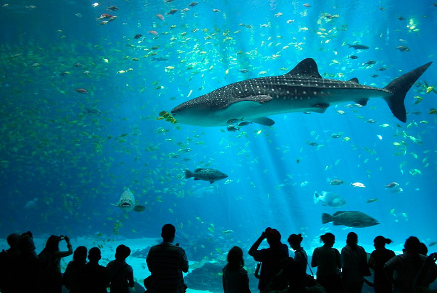 A Whale Shark at the Georgia Aquarium. Zac Wolf. CC BY-SA 2.5.