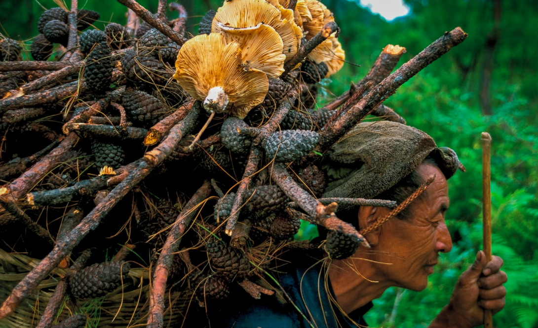 In northwestern Yunnan, each village has a sacred forest where the locals believe the gods reside, along with the spirits of their ancestors. People are not allowed to cut down trees, but they can collect fallen branches, mushrooms, and medicinal plants. People's Republic of China