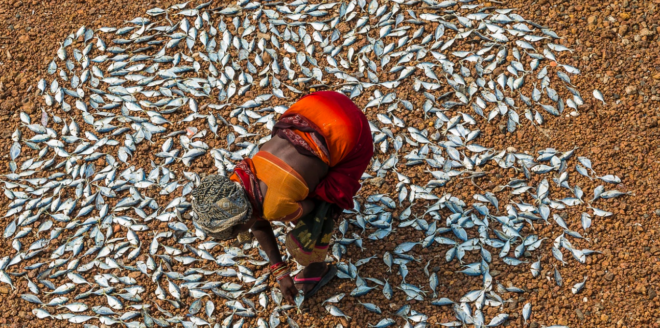 On a three-week long expedition from the southernmost tip of India to Chennai, I stopped in every coastal town to see what the fishermen were bringing in. The women I met told me that the fish are getting smaller and smaller, and many species are disappearing. India