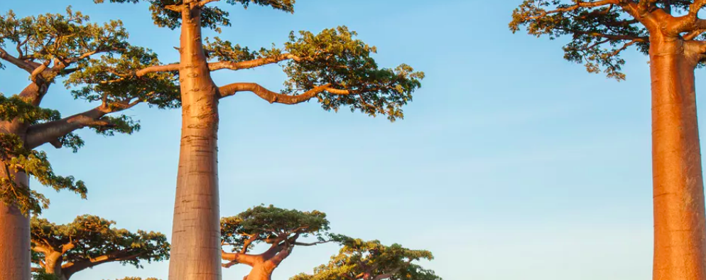 Like Dr. Seuss’ imaginary truffula trees, baobabs are endangered. Dudarev Mikhail/Shutterstock.com