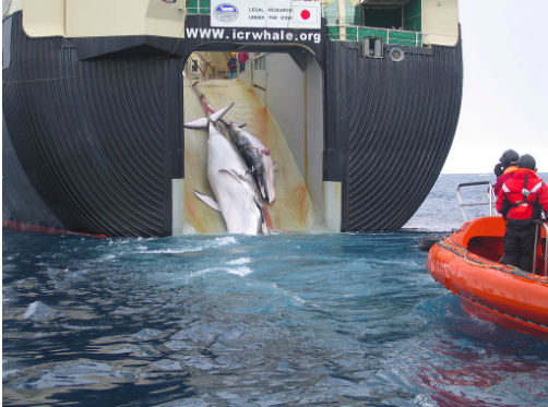 Two Minke Whales being loaded onto the Nisshin Maru. The ship has facilities on board which allow it to freeze and process whales while at sea. Australian Customs and Border Protection Service. CC BY-SA 3.0