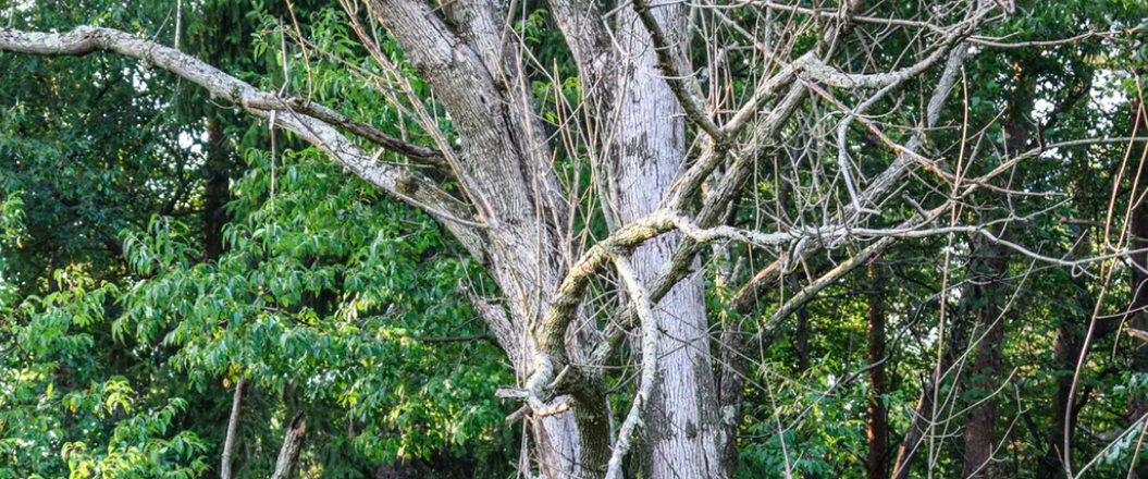 Ash tree killed by the invasive emerald ash borer. K Steve Cope
