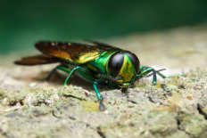 The emerald ash borer is destroying ash trees in 31 states. Herman Wong HM/Shutterstock.com