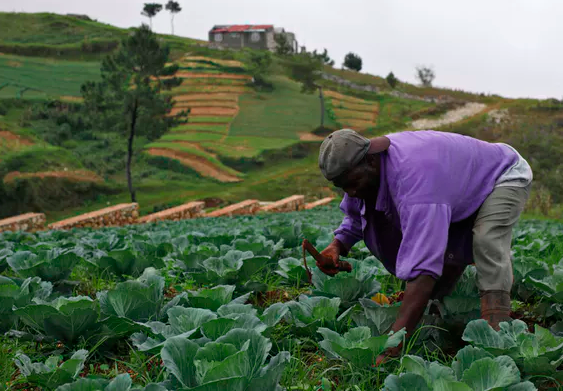 Almost a fifth of Haiti’s population works in agriculture. To achieve climate resilience, farmers must still be able to feed people even after a disaster. Reuters/Eduardo Munoz