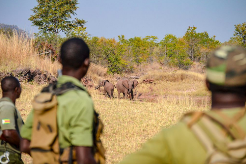 A group of rangers on patrol in Zimbabwe. Bumihillsfoundation.CC BY-SA 4.0