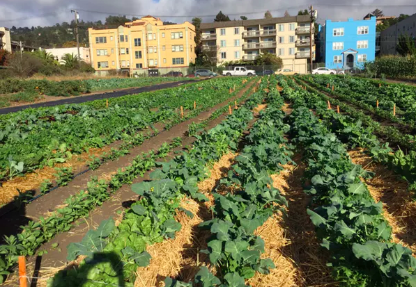 Research plots in Berkeley, Calif., testing agroecological management practices such as intercropping, mulching and green composting. Miguel Altieri, CC BY-ND