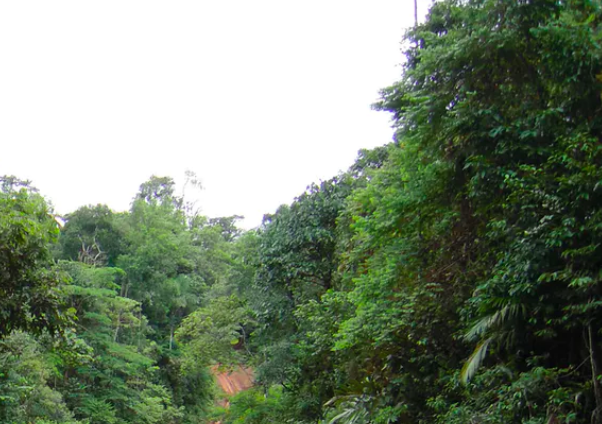 A regenerating stand of rainforest in northern Costa Rica. Matthew Fagan, CC BY-ND