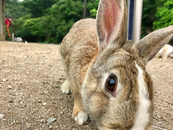 A curious bunny on Ōkunoshima seems to have mistaken the camera for a snack. Brian Shamblen. CC 2.0