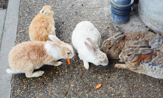 A cluster of bunnies on Rabbit Island. Cindy Pepper. CC BY-NC-ND 2.0
