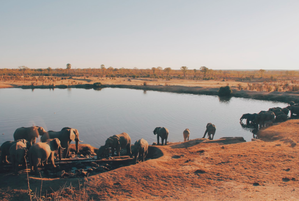 Photo of Zimbabwe’s Hwange National Park by Christine Donaldson on Unsplash .