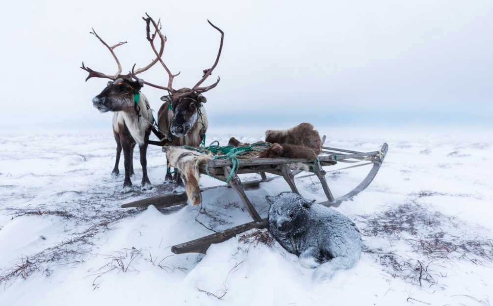 Handmade wooden sledges have been used by generations of Nenets as an efficient way to transport their belongings across the vast expanses of frozen tundra. Reindeer pull the often heavily-laden sledges, while the dogs guide alongside.