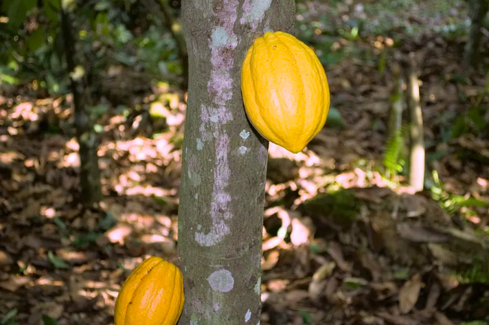 Cocoa production is an important cog in Ghana’s economy. Wikimedia Commons