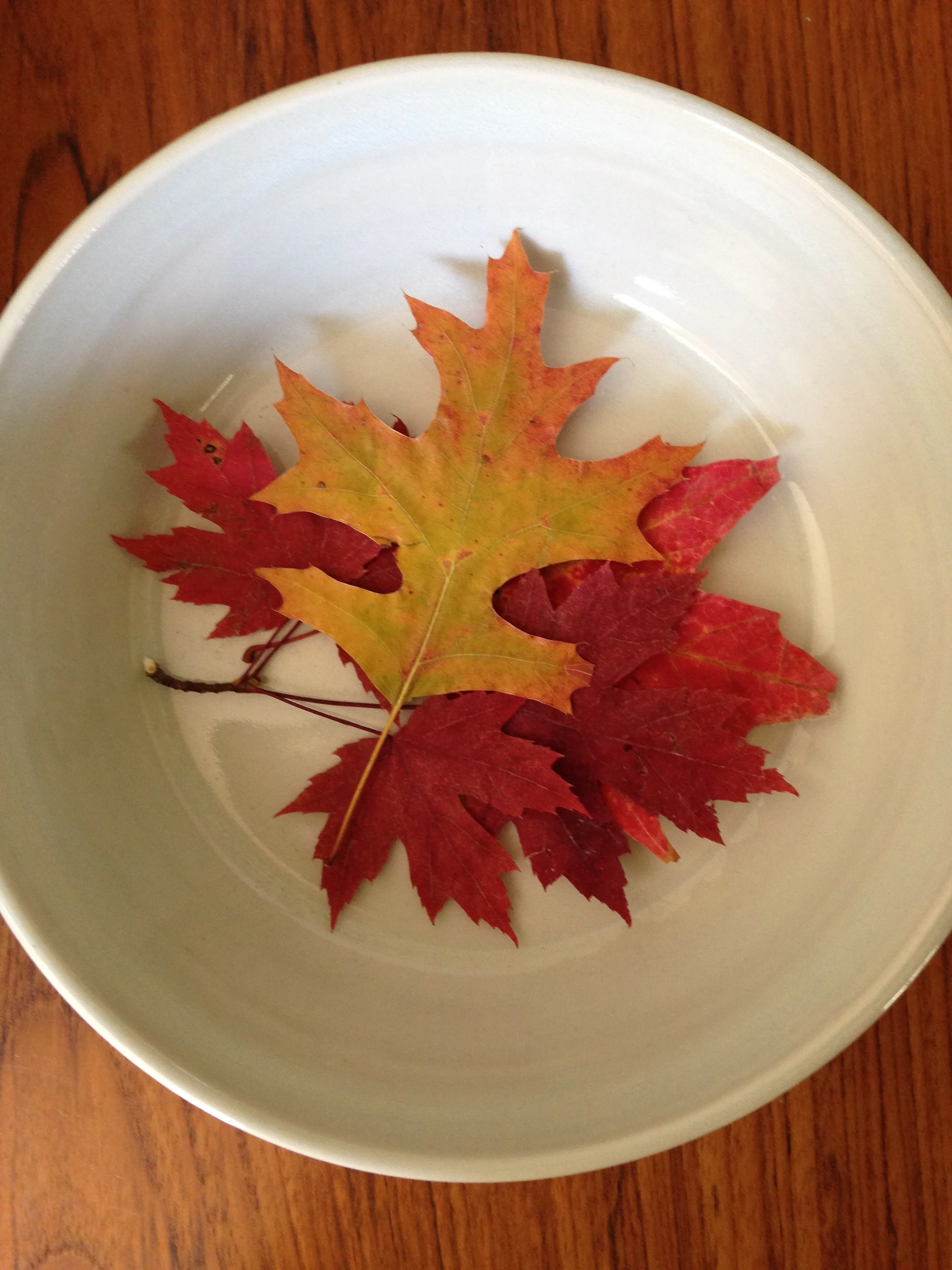 leaves.jpg