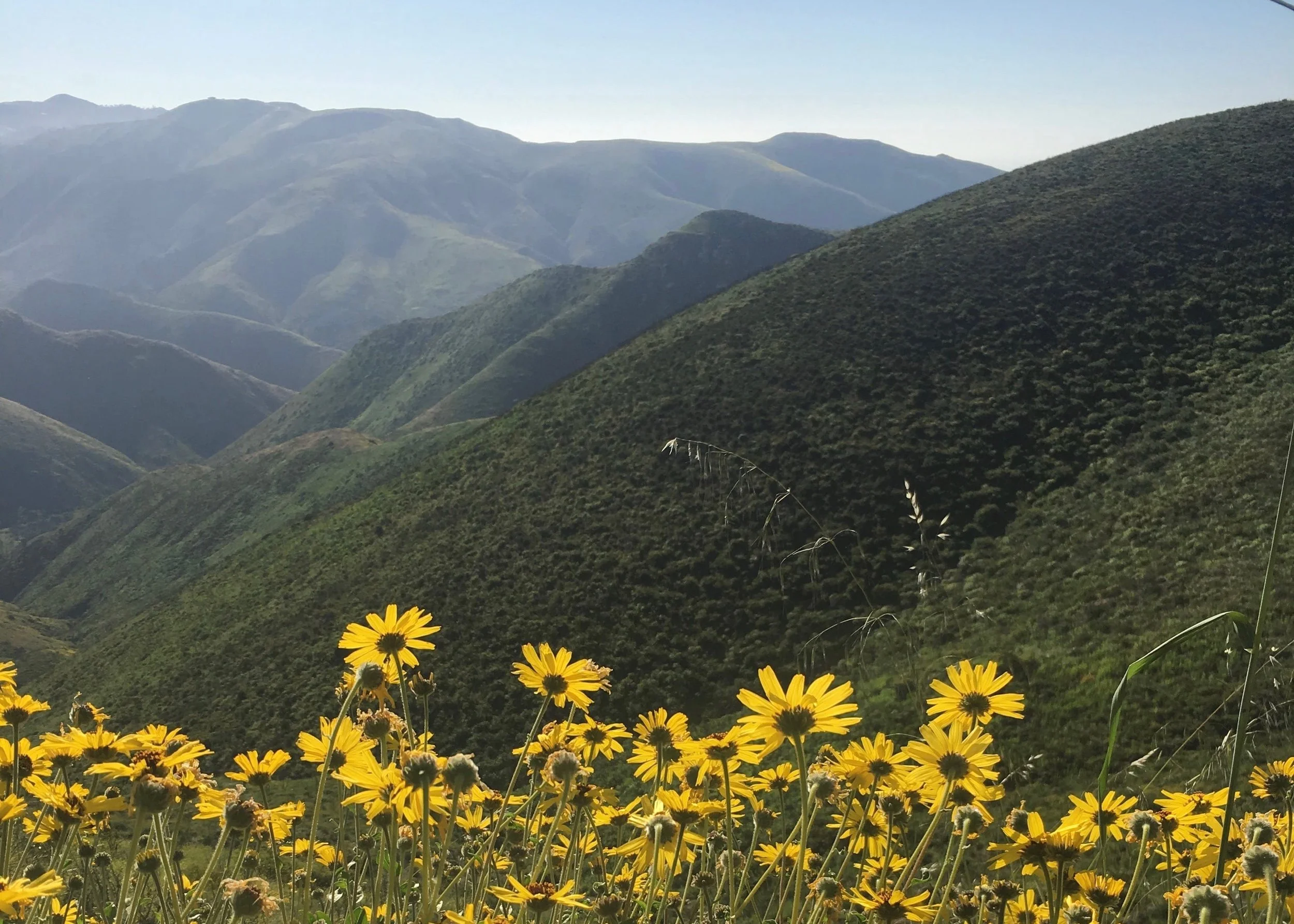 malibu_flowers-min.jpg