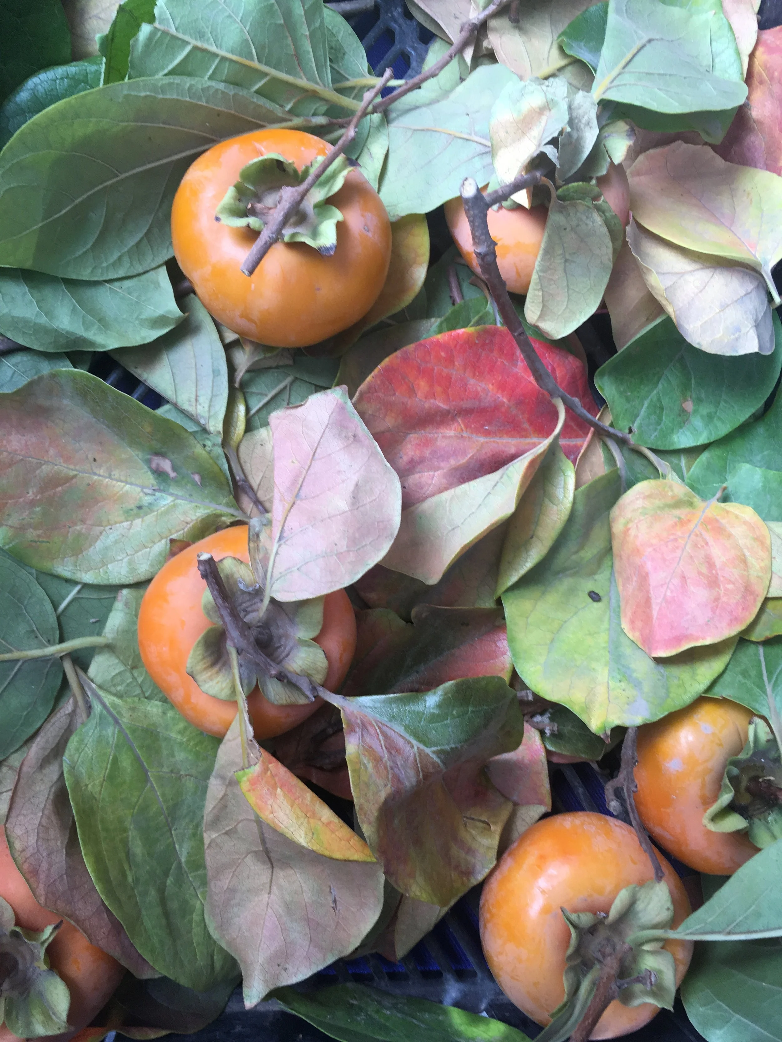 fallfruits.jpg