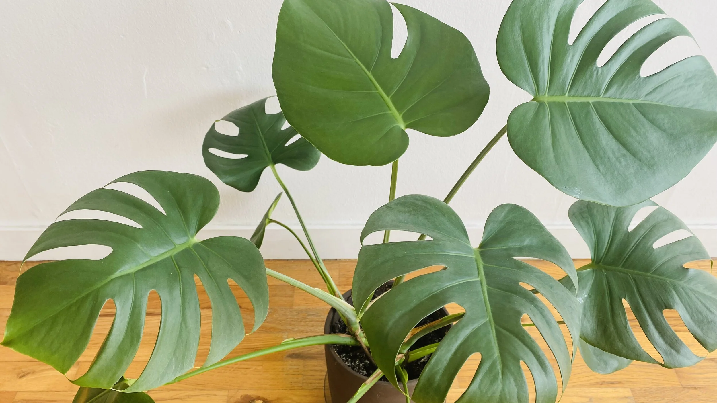 in-studio-schedule-santa-monica-yoga