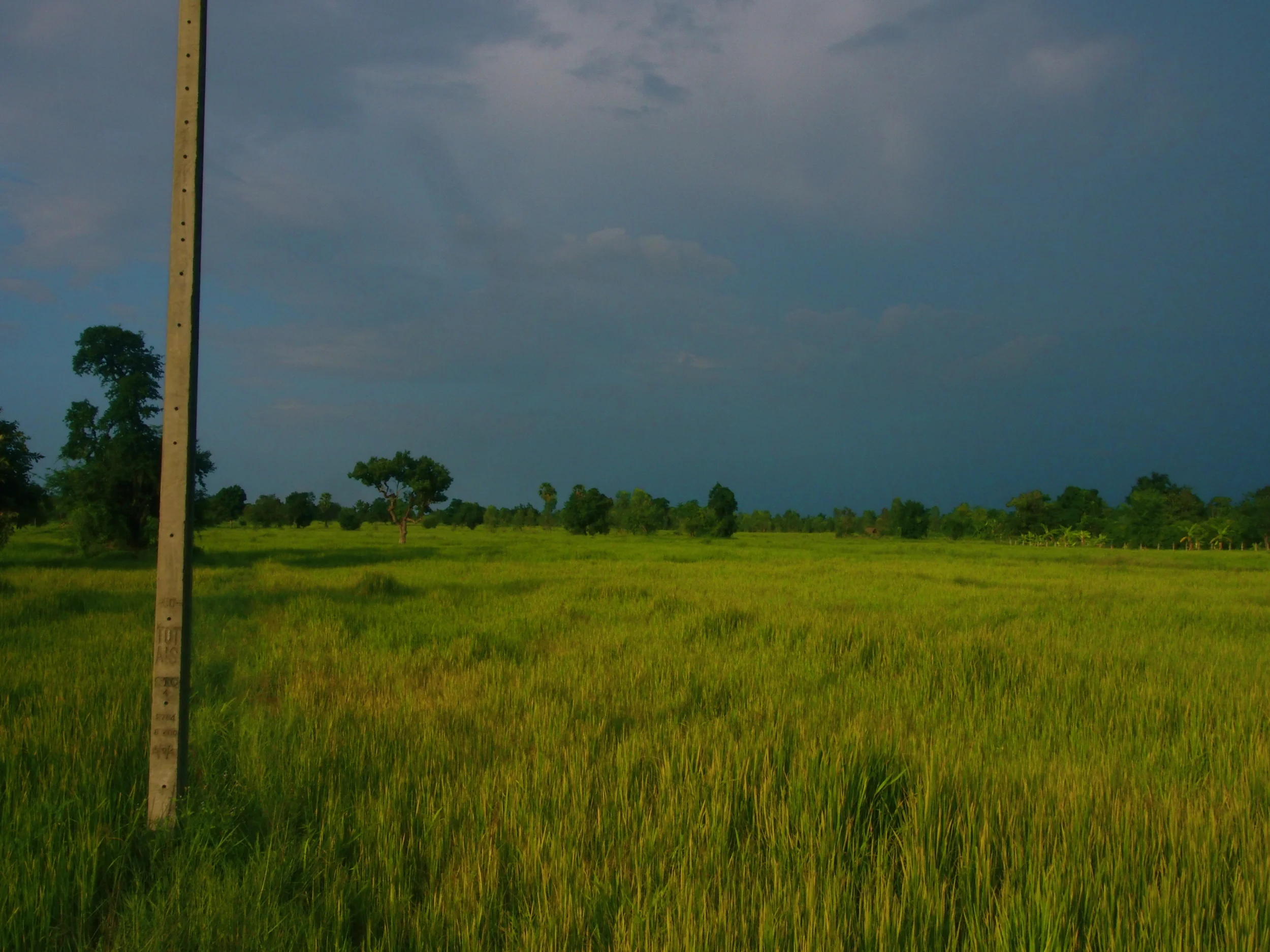 Fields Forever