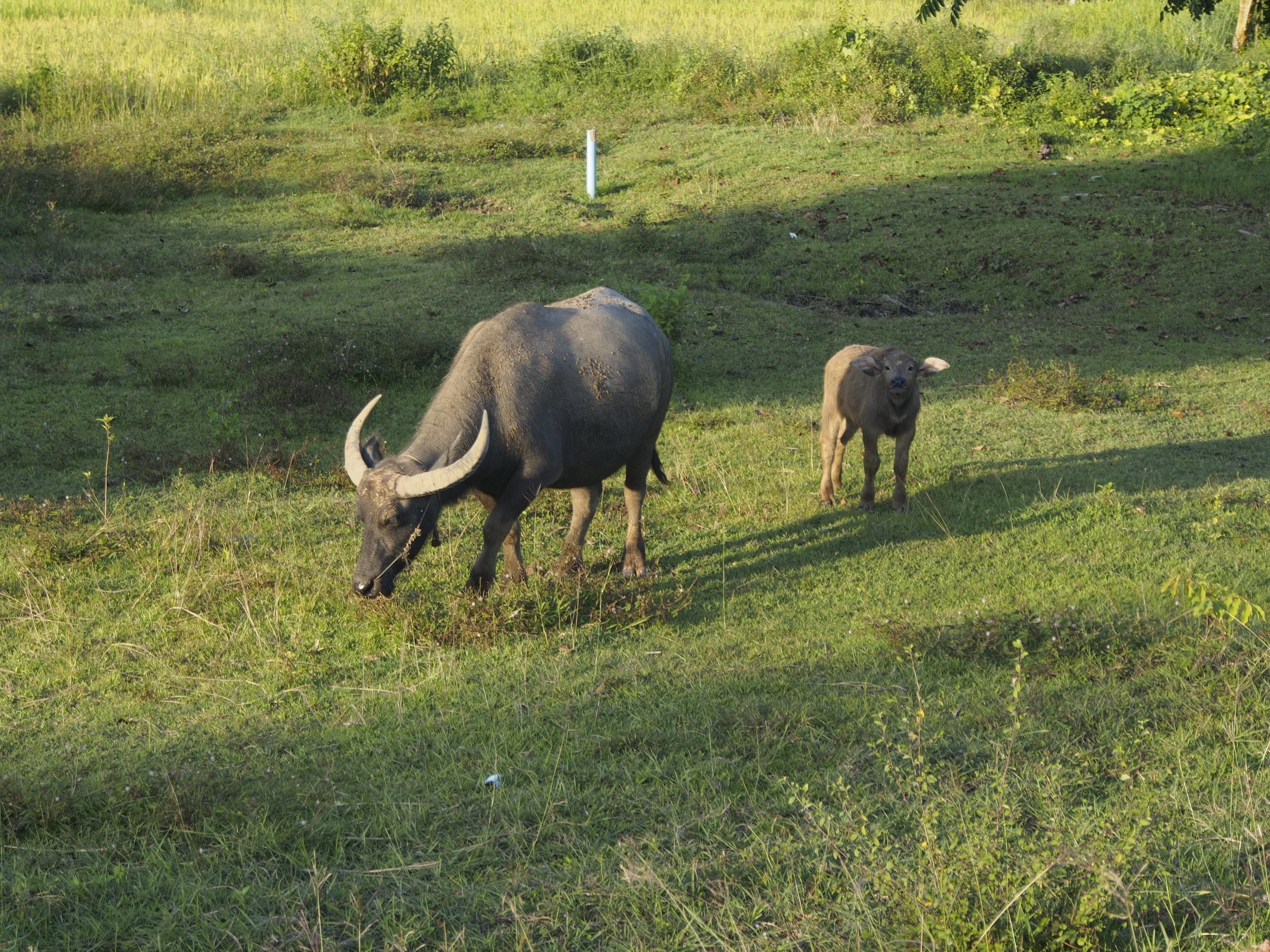 Thai Water Buffalo
