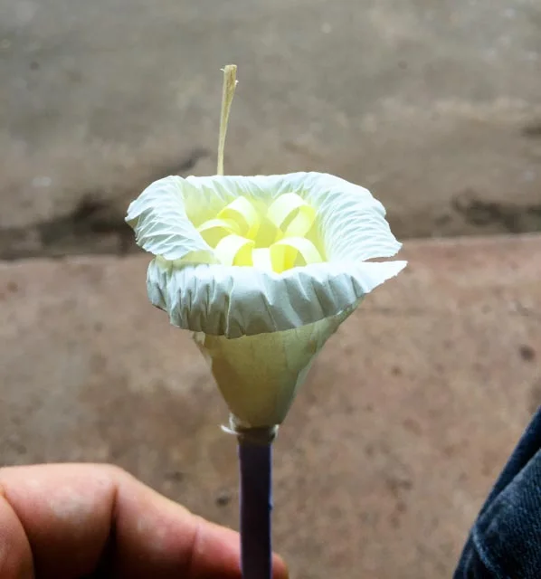 A paper flower every attendee places on the casket.