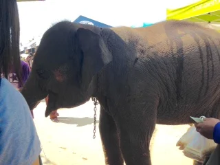 We saw our first of two elephants all in the same day!