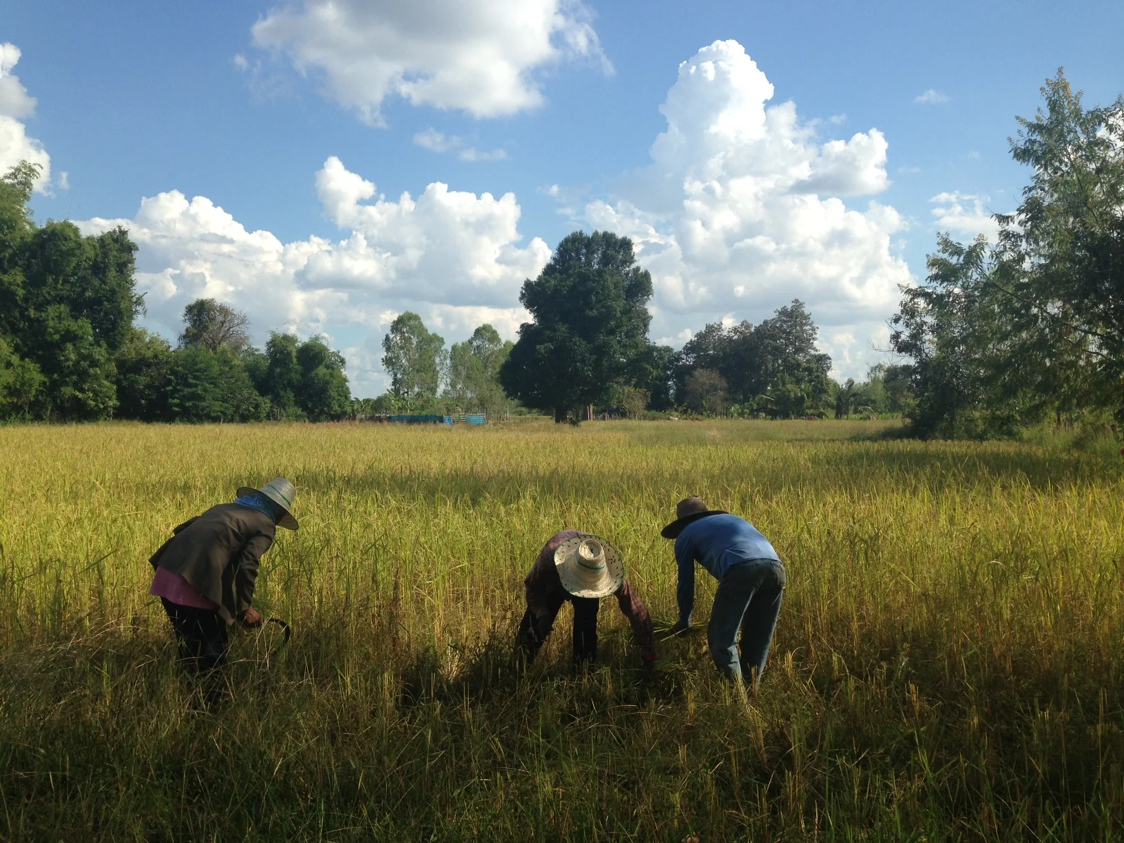 You can see the small scythe in the hand of the person on the left. They use that to cut the rice bunch from the ground.