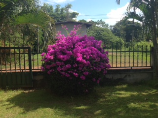 Spring is here - for Northeast Thailand!