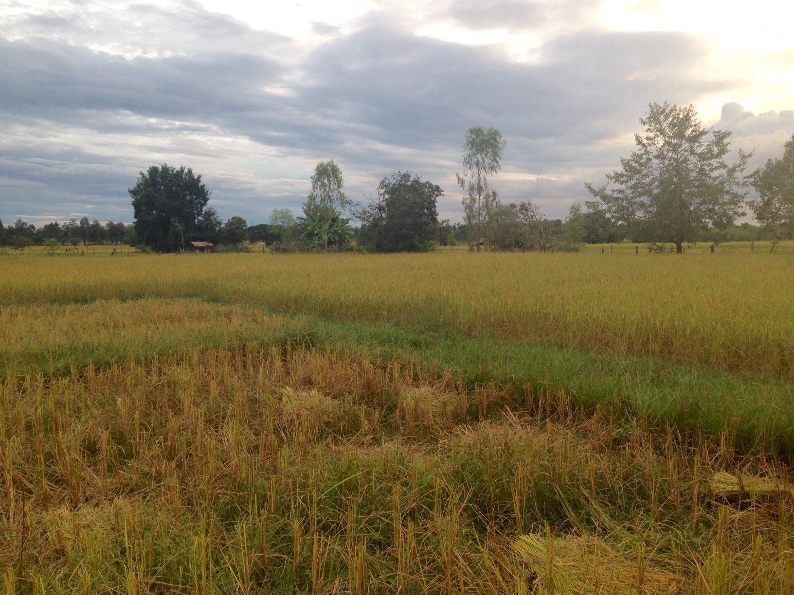 In the foreground: rice fields that have been harvested, surrounded by rice fields awaiting harvest