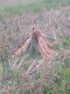 Then they tie the rice bunches up together to continue the drying process.