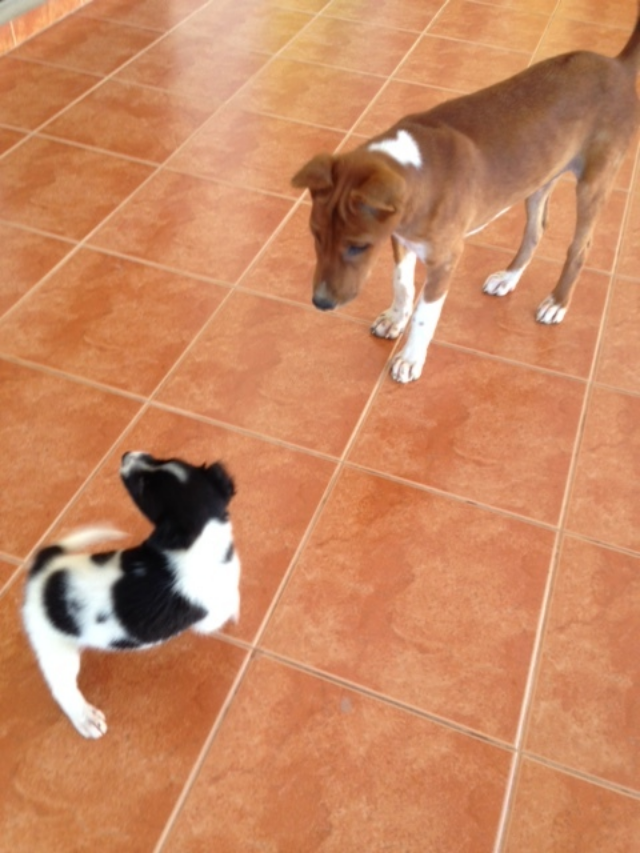 GoGo (upper right) with a friendly puppy