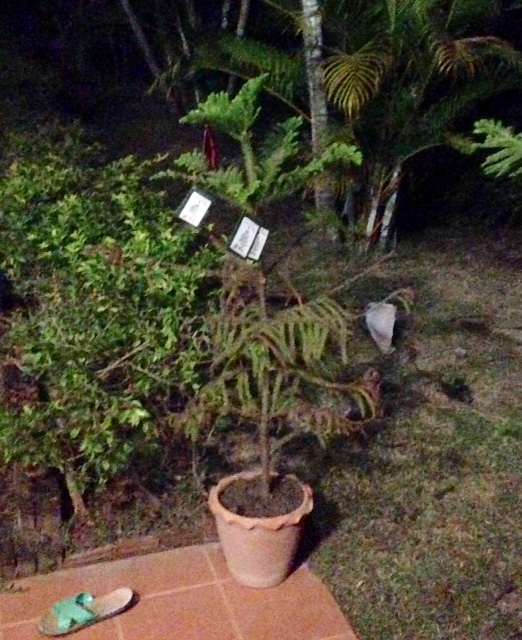 This is one of our Secret Santa trees. We have a couple rounds of Secret Santa going on right now! Also, note the sandal in the corner of the photo; it's typical to see outside of businesses/homes because you don't wear shoes inside here.