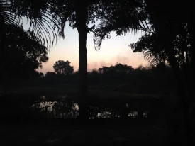 Cultural Observations