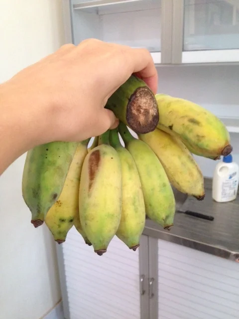 Bananas.JPG