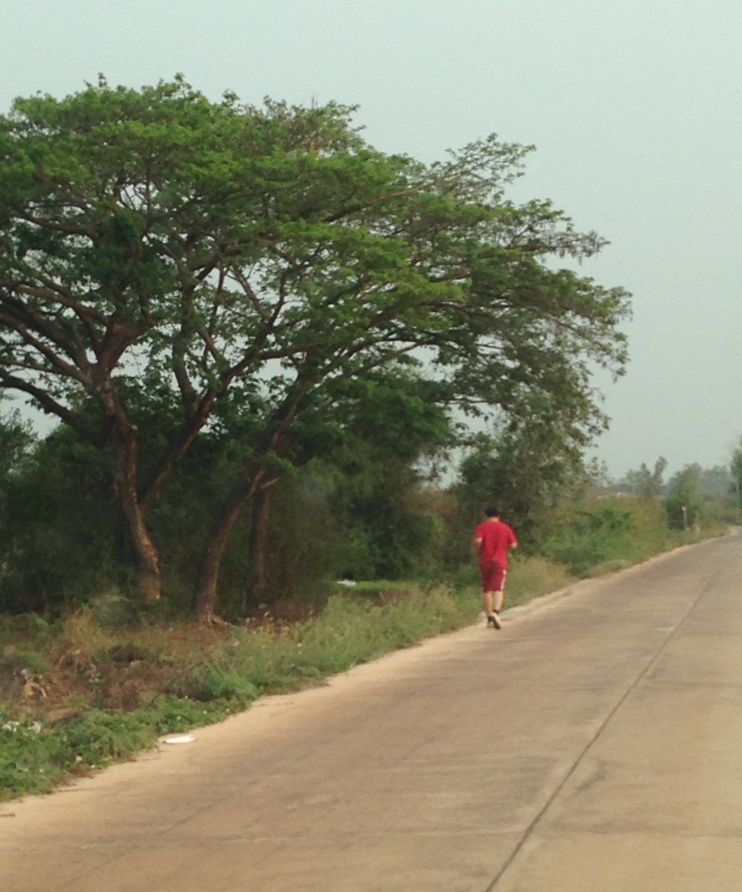 A fellow runner - a rare sight on the rural roads near our home. Next to my favorite tree.
