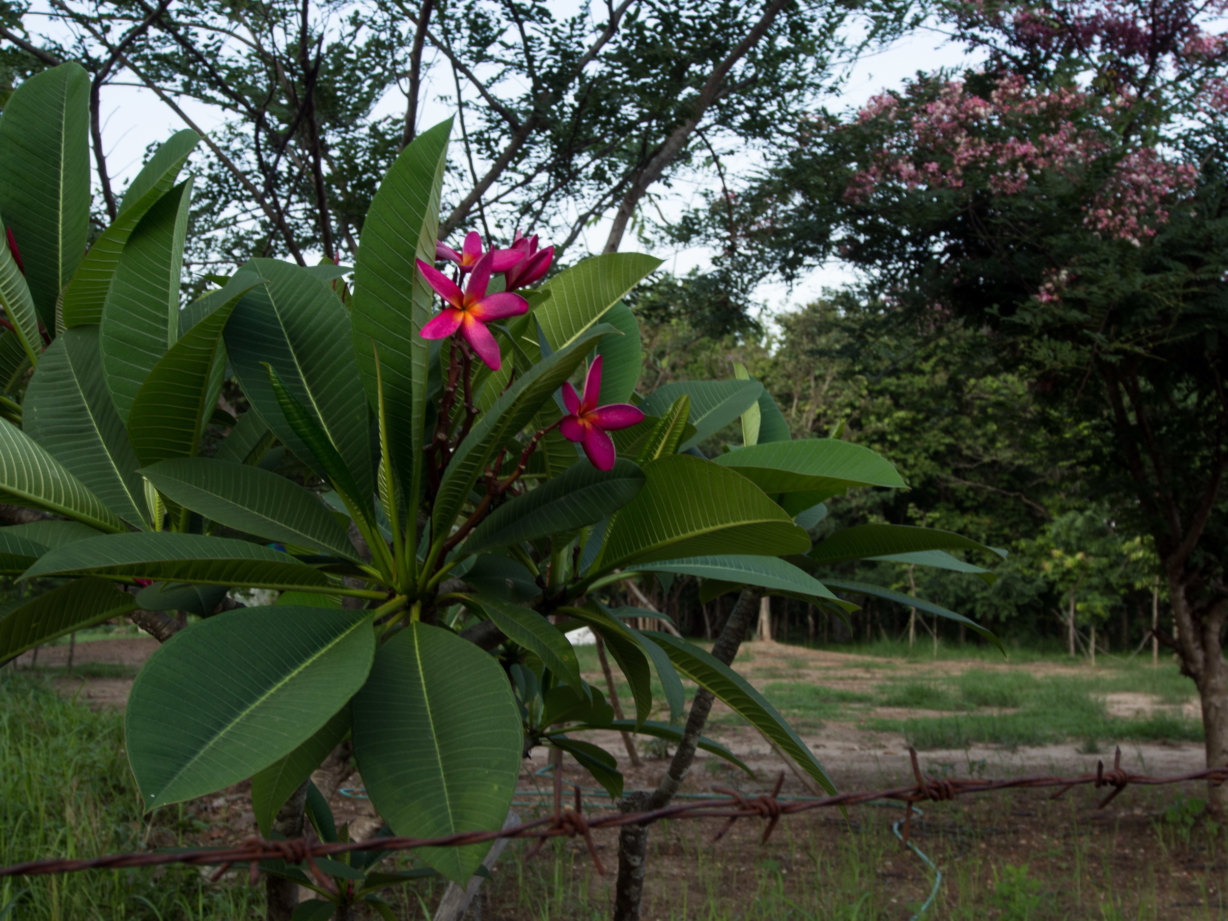 Countryside-1.jpg