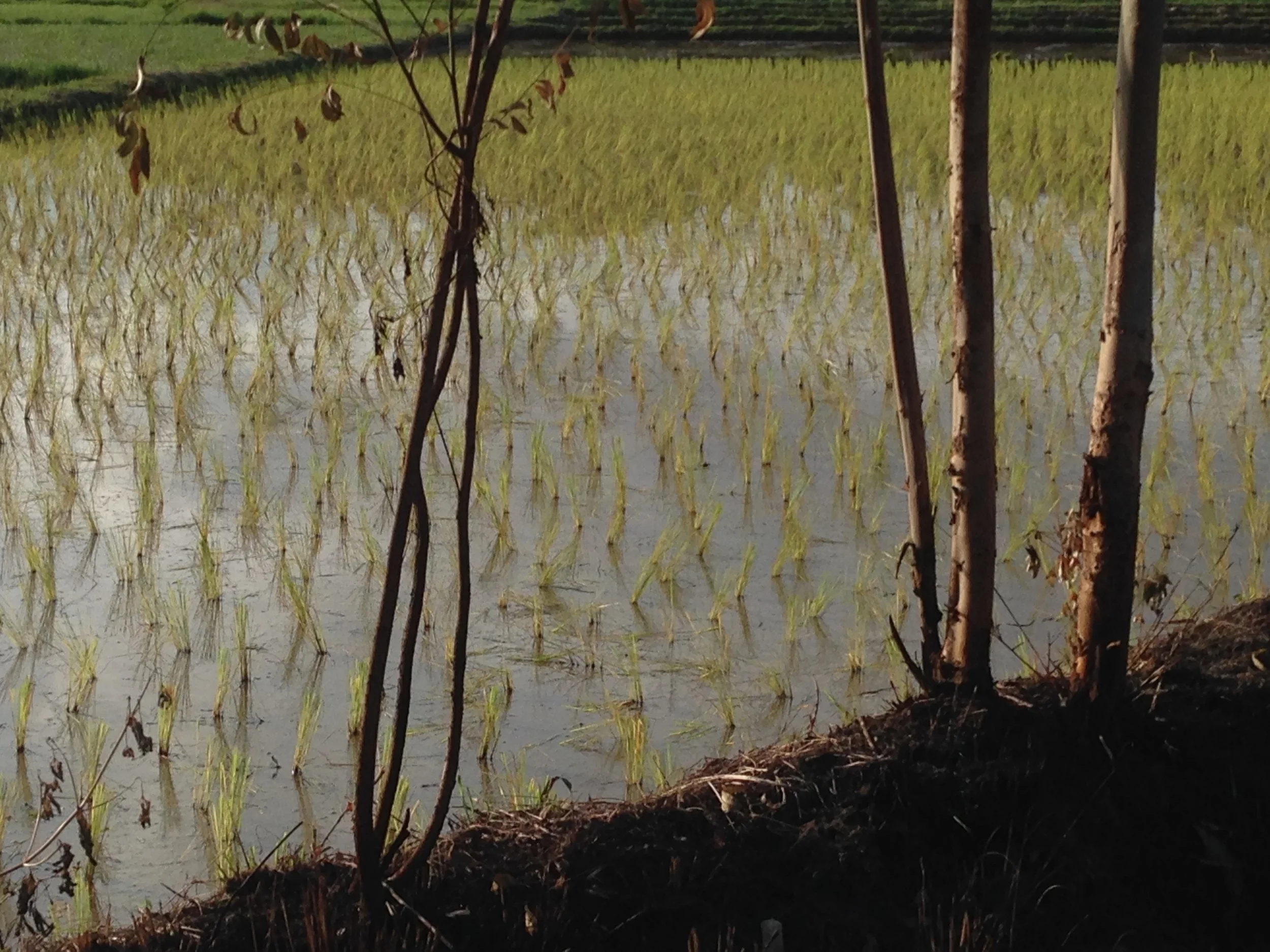 Rice Planting2.jpg