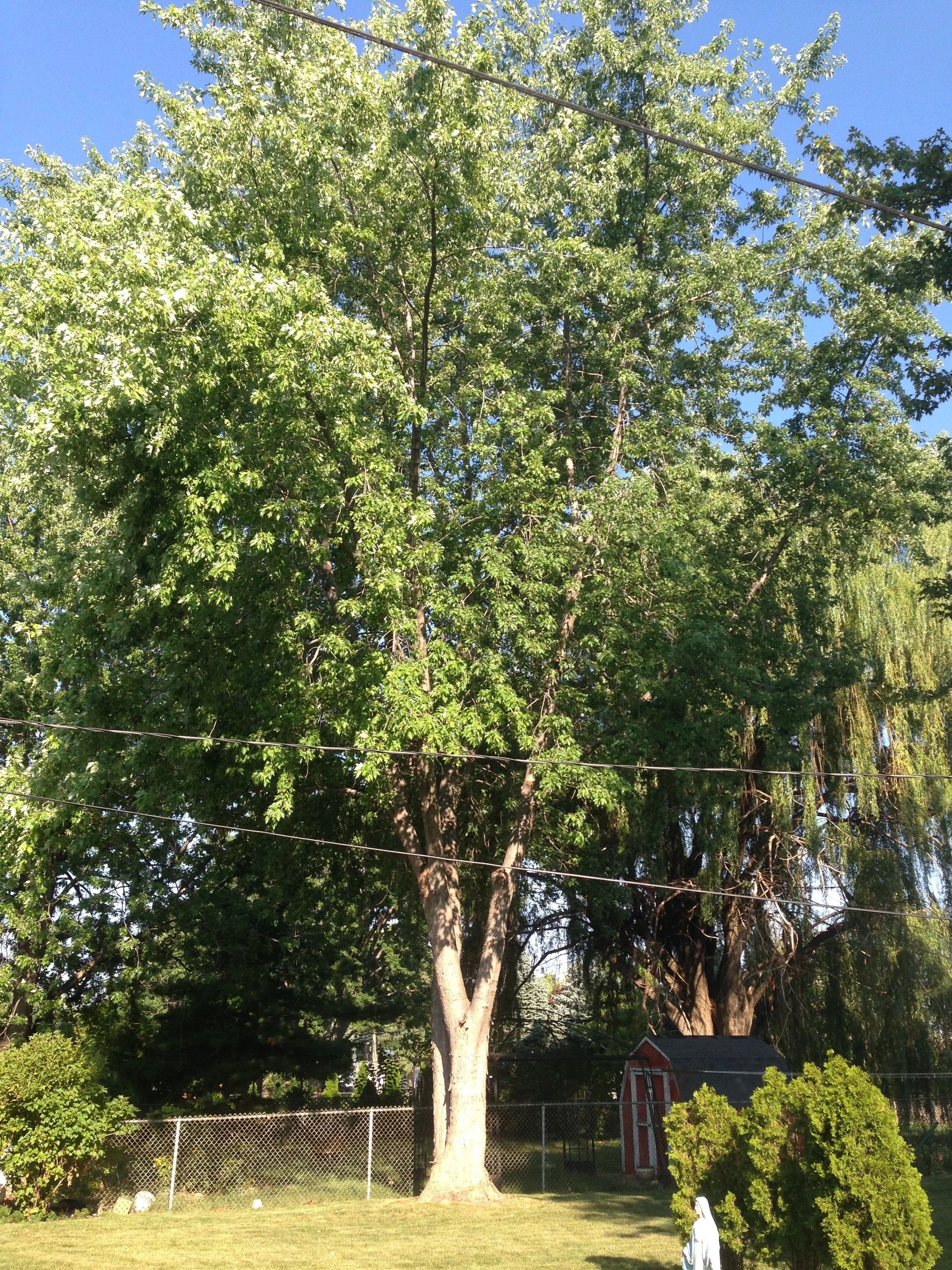 The now grown tree of my childhood