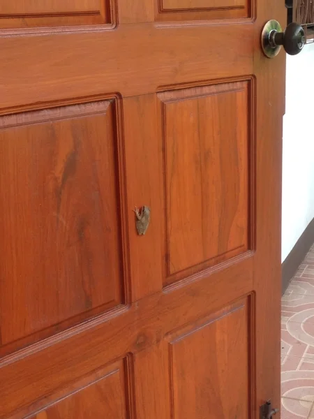 Toads on doors, toads on floors, toads beware, toads everywhere!