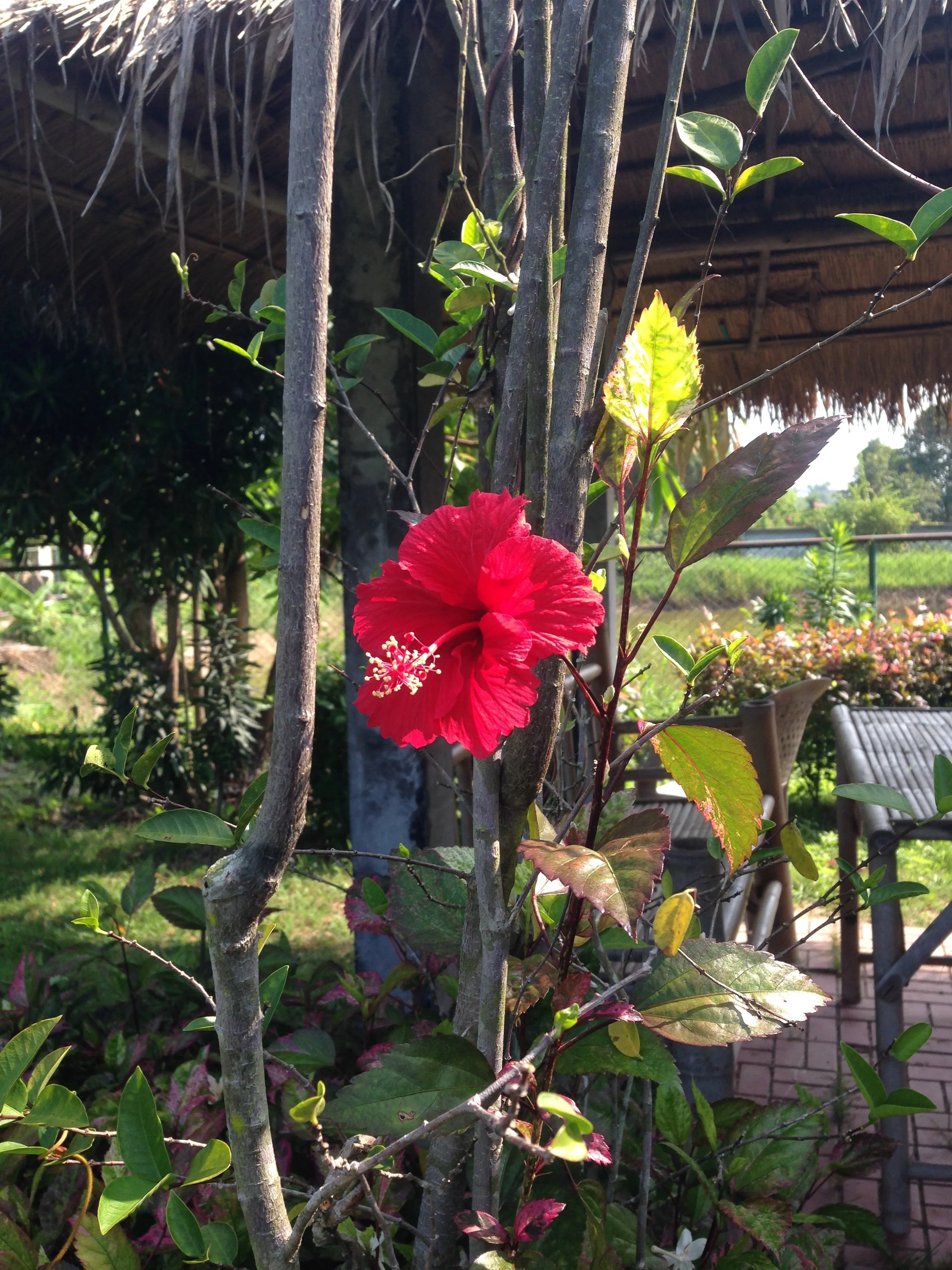 Flower.jpg