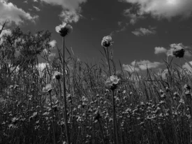 My Progressively Bleeding Heart