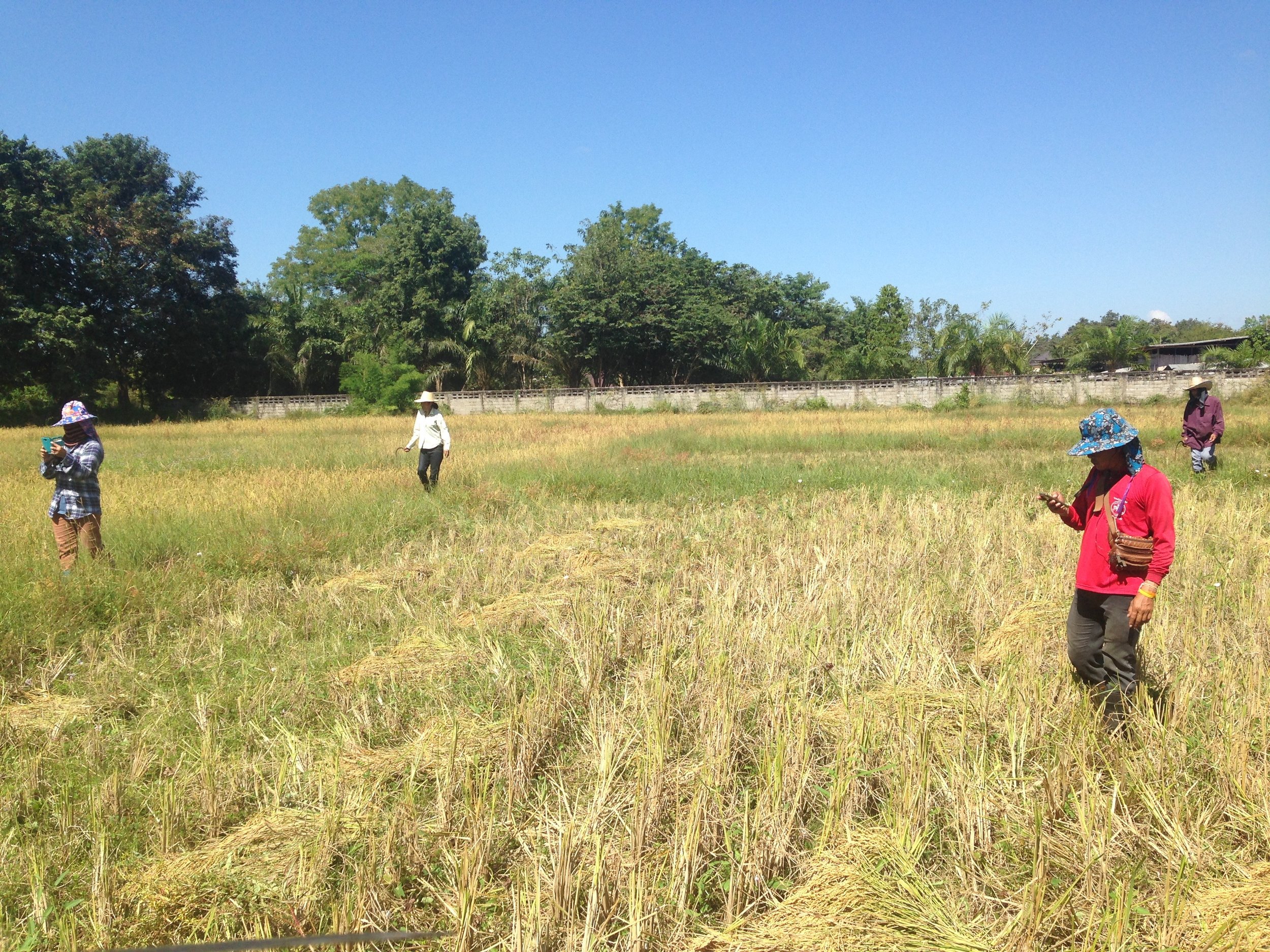 Harvesters to lunch.jpg