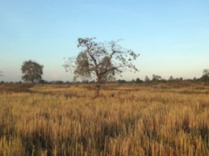 Pushing toward thankfulness