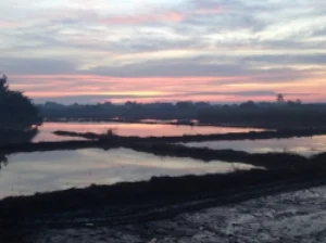 Design, design, birthday, design.