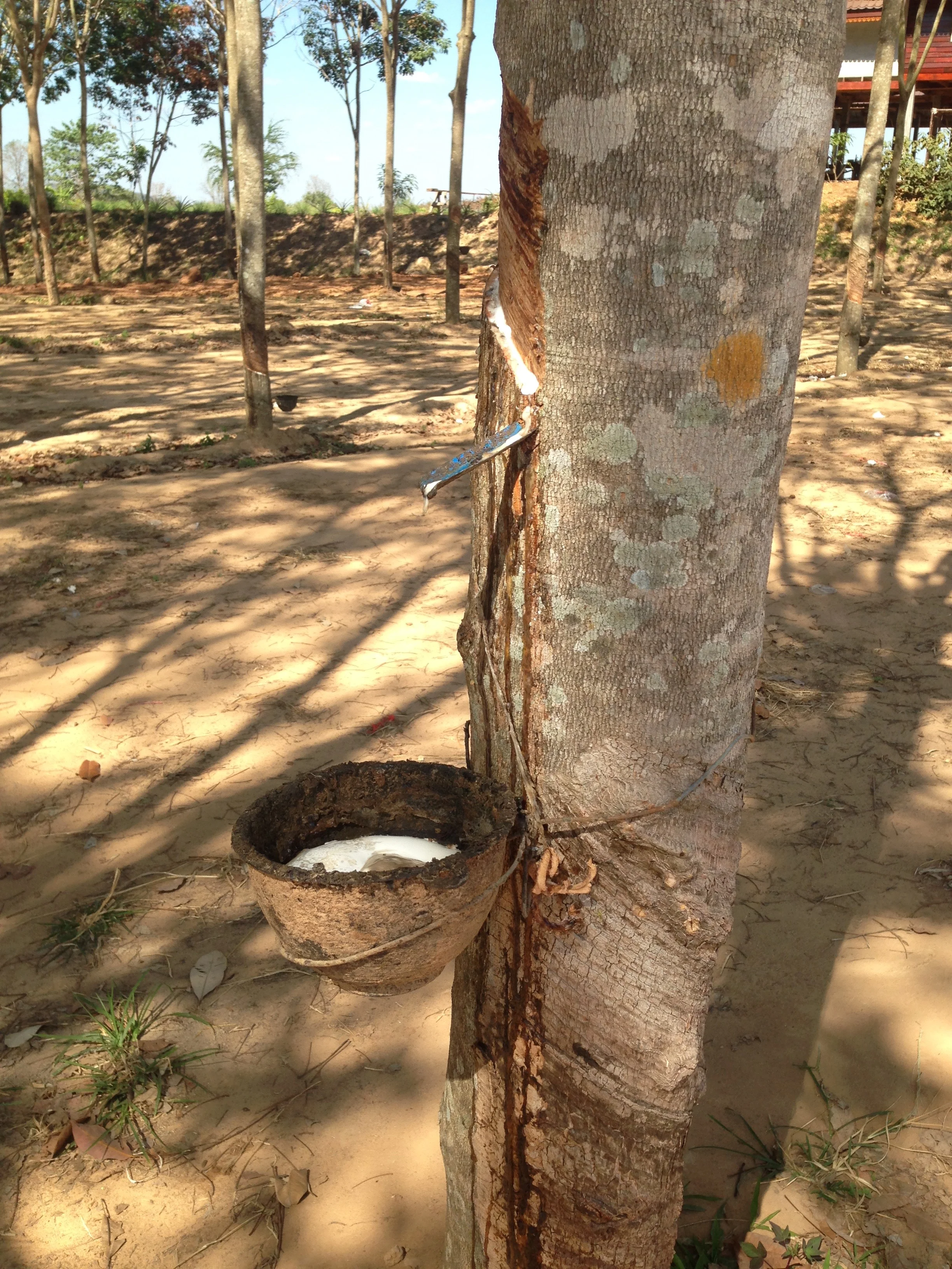 Another look at the rubber tree