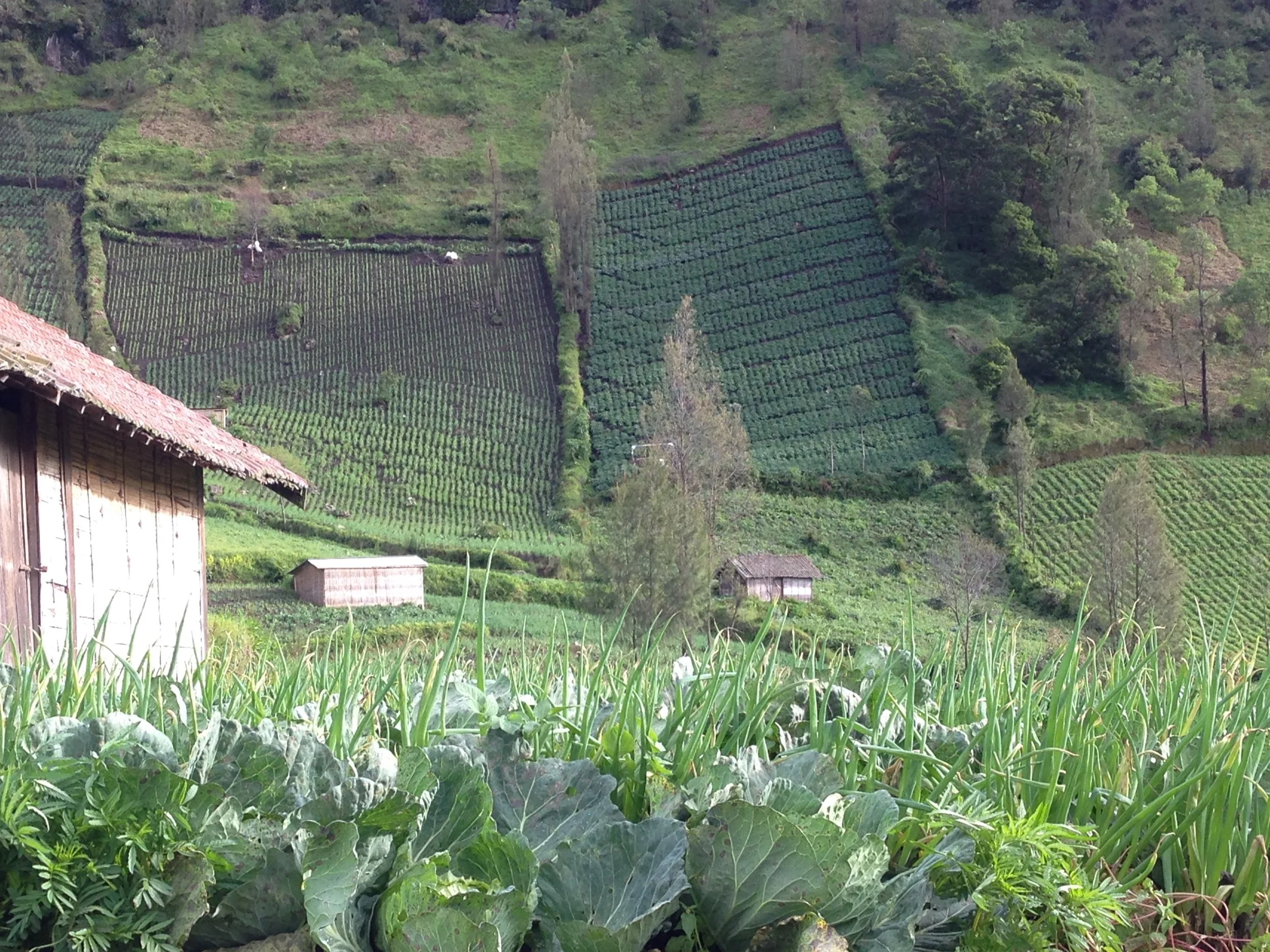 Foreground: cabbage and scallions. Background: talent for vertical fields.