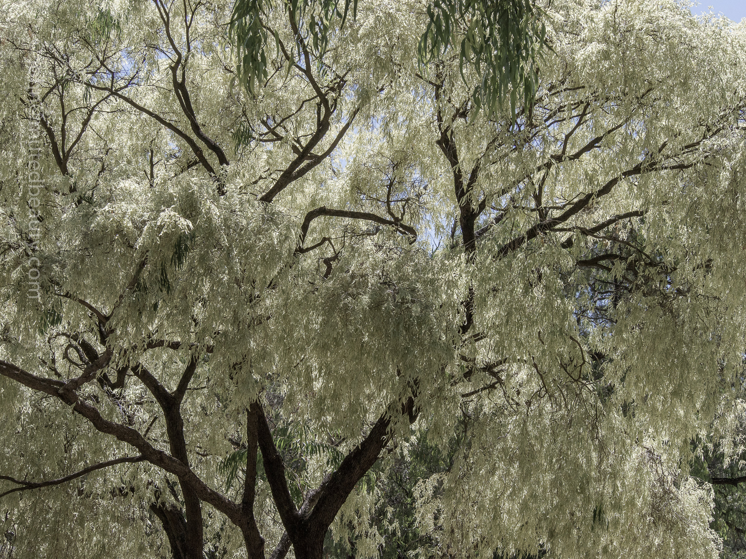 Perth-17.jpg