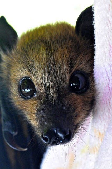 f294b056a2a2cb5cc89b0c0ec6ceb2aa--adorable-babies-adorable-animals.jpg