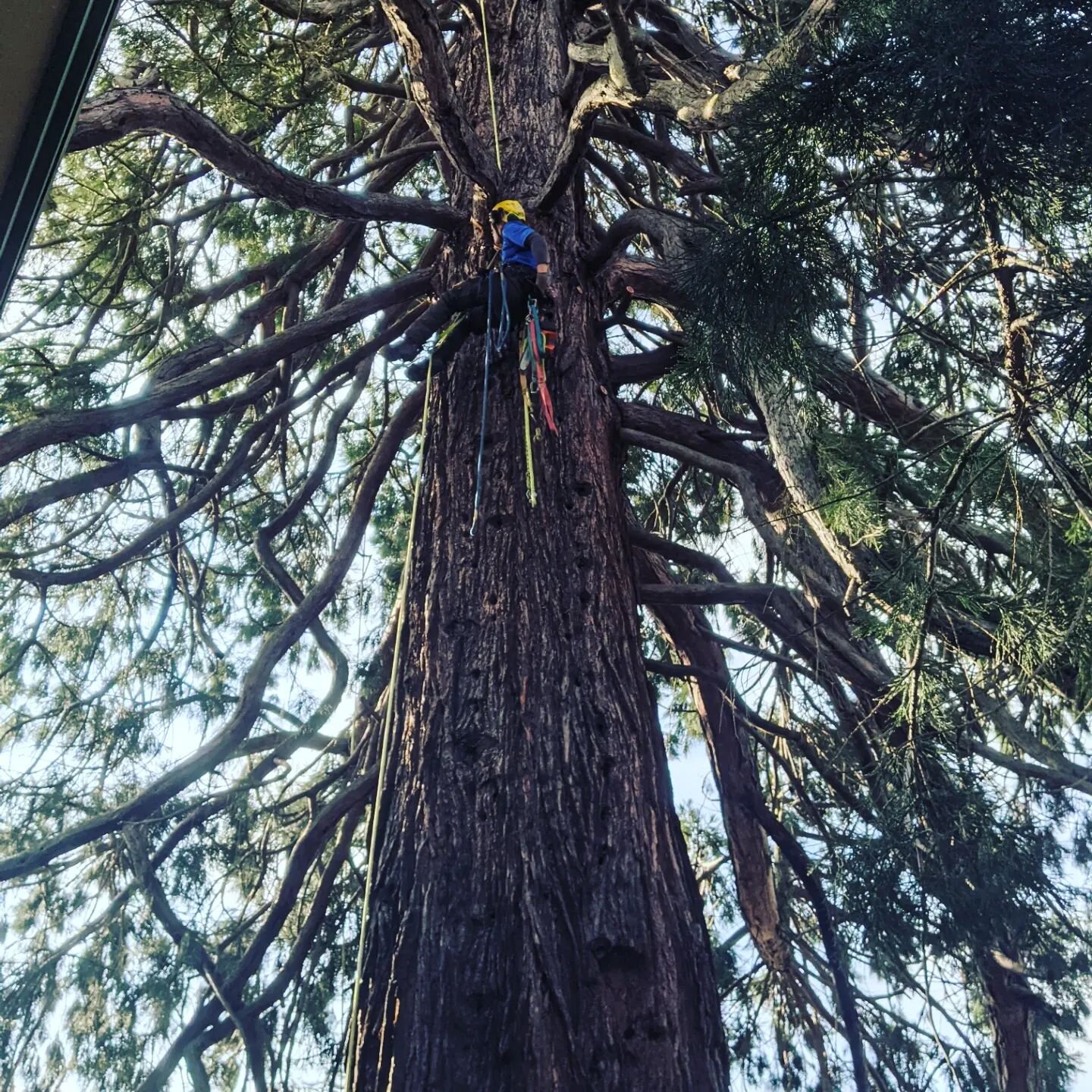 Been waiting a while to climb this beautiful Sequoia today in Victoria!
That's jasper in his first redwood ascent😎
Dangerous lower canopy limbs to be removed and interior dieback.
...and it's not raining👍
#sequoia #treeclimber #treesurgeon #yyj #bi