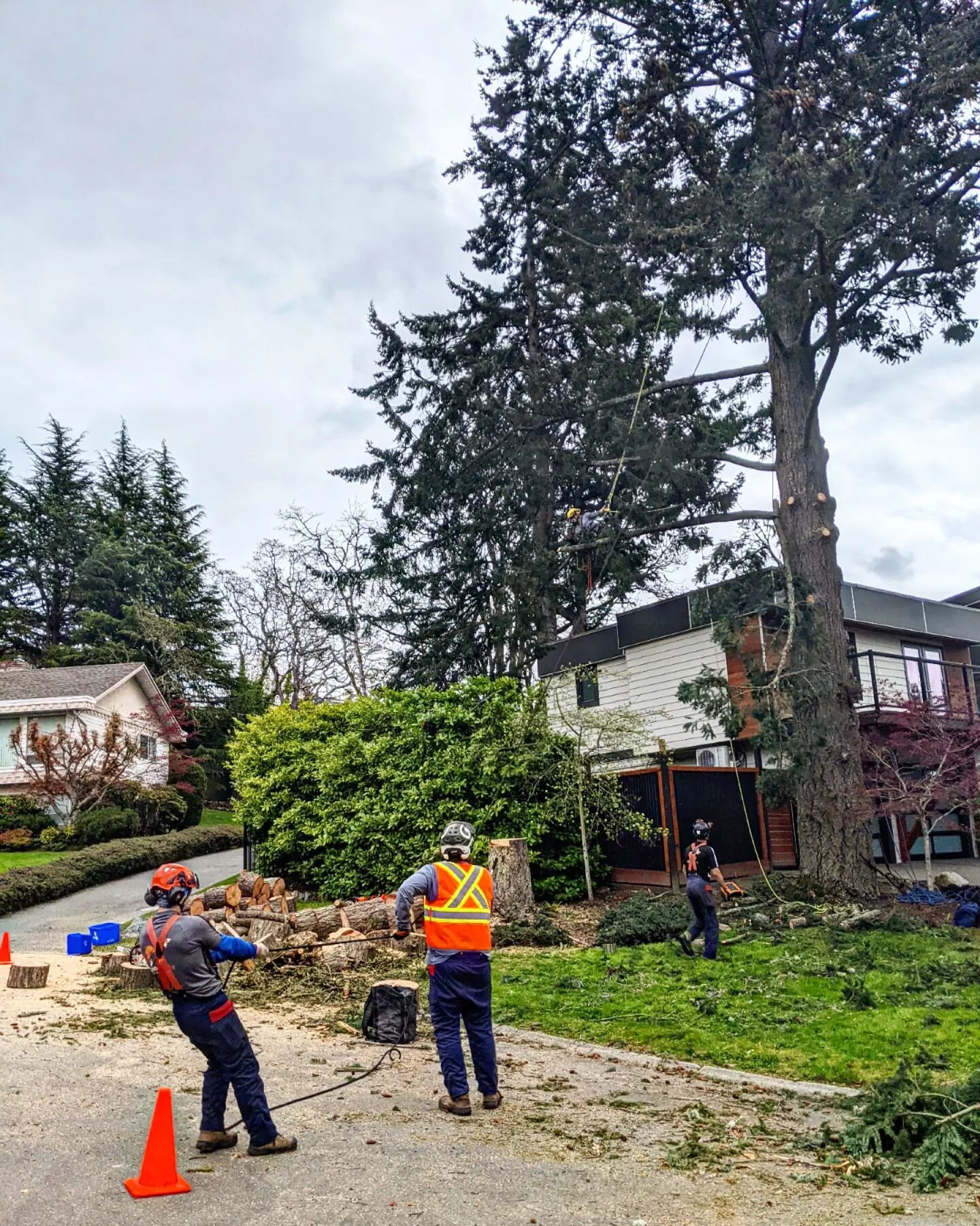 Boys did a stellar job today removing a 90 foot Dougy and canopy lift on larger Doug over house and glass porch.
#doneright #treelife #treeclimber #treesurgeon #treework #team #teamwork #yyj